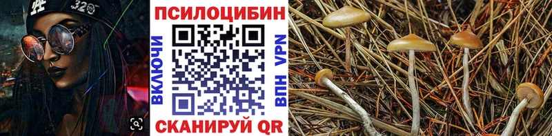 Купить где Армянск Псилоцибиновые грибы Psilocybe